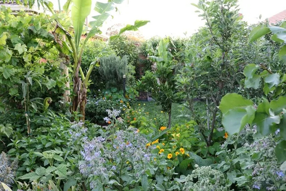 Asmakam permaculture food forest in Indore